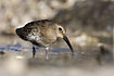 Juvenile Dunlin searching for food