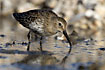 Juvenile Dunlin searching for food.