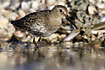 Juvenile Dunlin moulting into its first winter plumage.