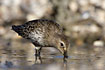 Juvenile Dunlin searching for food.