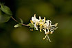 Flowering Honeysuckle