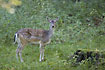 Photo ofFallow Deer (Dama dama). Photographer: 