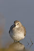 Frontal view of a winterplumaged Dunlin