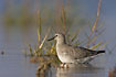 Winterplumaged Red Knot