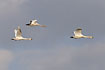 Three migrating Bewicks Swans