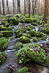 Danish forest stream with moss covered rocks