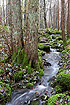 Small forest stream with moss covered rocks