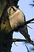 Hawk Owl photographed 18 dec. 2005.