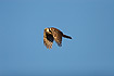 Northern Hawk Owl in flight (25-12-2005)