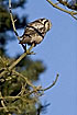 Northern Hawk Owl looking for food