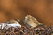 House Sparrows - female in front and a male behind it.