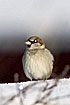 Male House Sparrow on snowcovered hedge