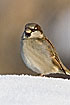 Male House Sparrow in snow