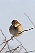 Male House Sparrow