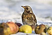 Fieldfares like eating apples in winter