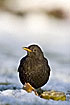 Photo ofCommon Blackbird (Turdus merula). Photographer: 