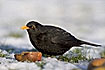 Male blackbird by apples
