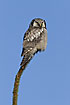 Northern Hawk Owl perched in the top of a tree