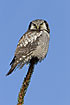 Hawk Owl perched in the top of a tree