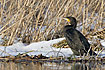Great Cormorant in winter landscape