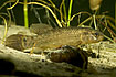 Eastern Mudminnow is an American species which has been introduced to Denmark (captive animal)