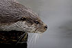 Otter looking for fish (captive animal)