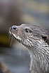 Portrait of an Otter (captive animal)