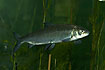 The rare fish Houting (captive animal)