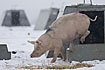 Jumping pig on a snowy winter day
