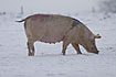 Pig on a winter day