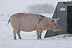 Pig by its shelter on a winter day