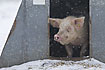 Pig in its shelter during snowstorm