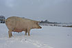 Pig in snowstorm