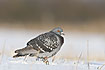 Feral pigeon on a snowcovered field