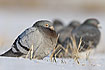 Feral pigeons on a snowcovered field