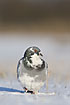 Feral pigeon in snow