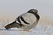 Feral Pigeon in snow