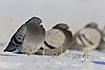 Feral pigeons in snowcovered field