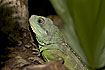 Photo ofWater Dragon (Physignatus concincinus). Photographer: 