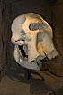 Scull from an African Elephant