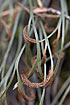 Photo ofForked Spleenwort (Asplenium septentrionale). Photographer: 