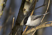 Photo ofWillow Tit (Parus montanus). Photographer: 