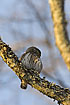 Pygmy Owl