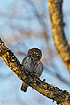 Singing Pygmy Owl