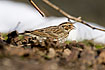 Little Bunting (24-03-2006)