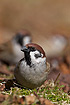 Portrait of a tree sparrow