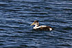 Young male Commmon Eider