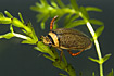 The very rare beetle <em>Graphoderus bilineatus</em>
