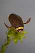 The rare beetle <em>Graphoderus bilineatus</em
