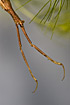 Photo ofWater Stick Insect (Ranatra linearis). Photographer: 